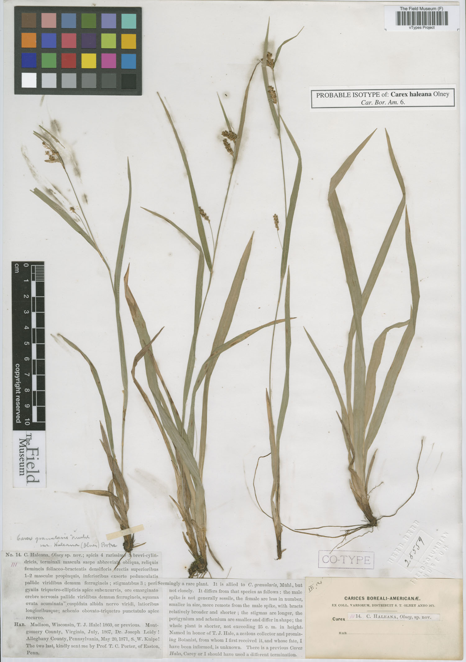 To Field Museum Herbarium (Carex haleana Olney F25559 possible type 1)