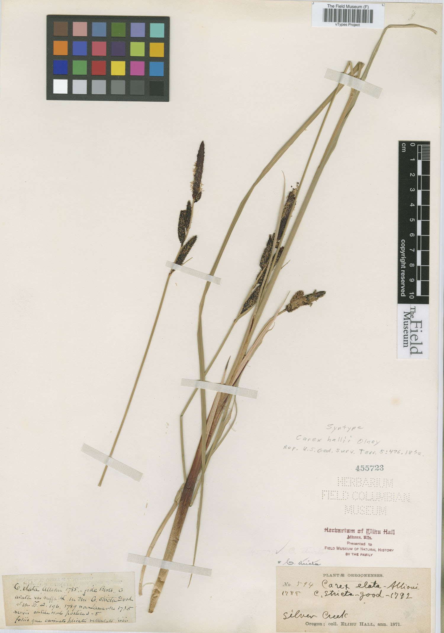 To Field Museum Herbarium (Carex hallii Olney F455723 syntype 1)