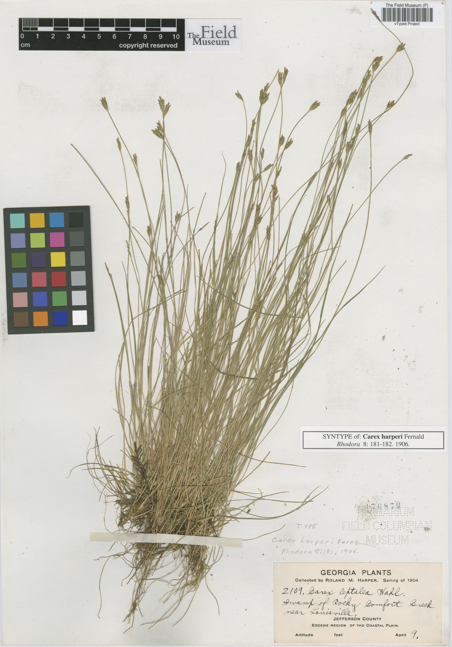 To Field Museum Herbarium (Carex harperi Fernald F176870 syntype 1)