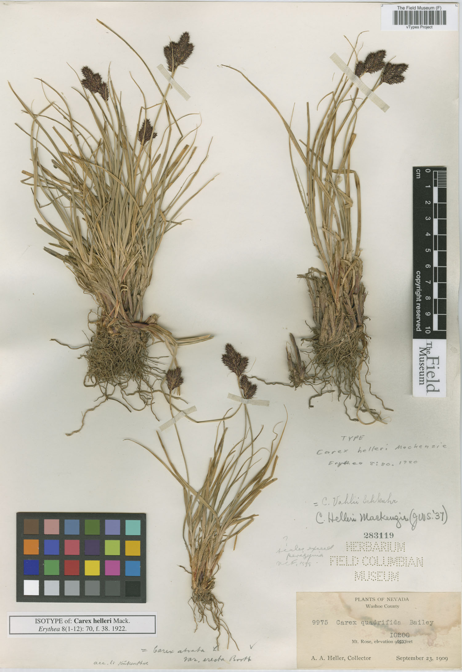 To Field Museum Herbarium (Carex helleri Mack. F283119 isotype 1)