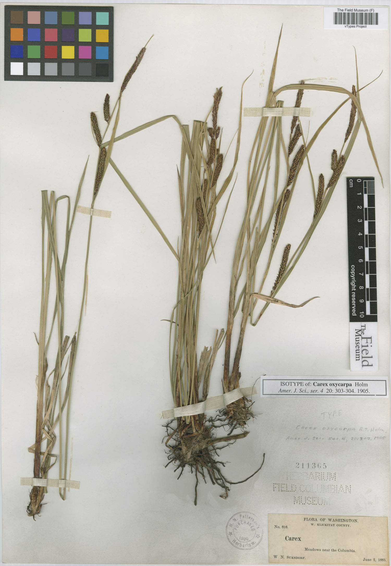 To Field Museum Herbarium (Carex oxycarpa Holm F211365 isotype 1)
