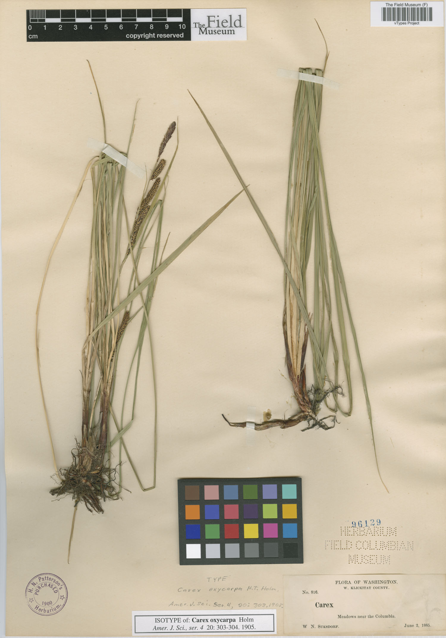 To Field Museum Herbarium (Carex oxycarpa Holm F96129 isotype 1)