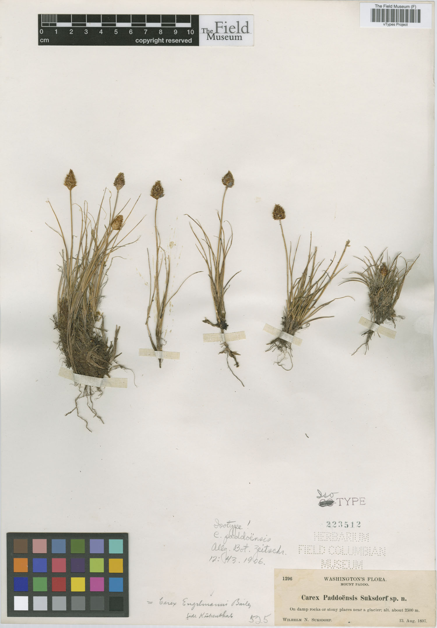 To Field Museum Herbarium (Carex paddoensis Suksd. F223512 isotype 1)