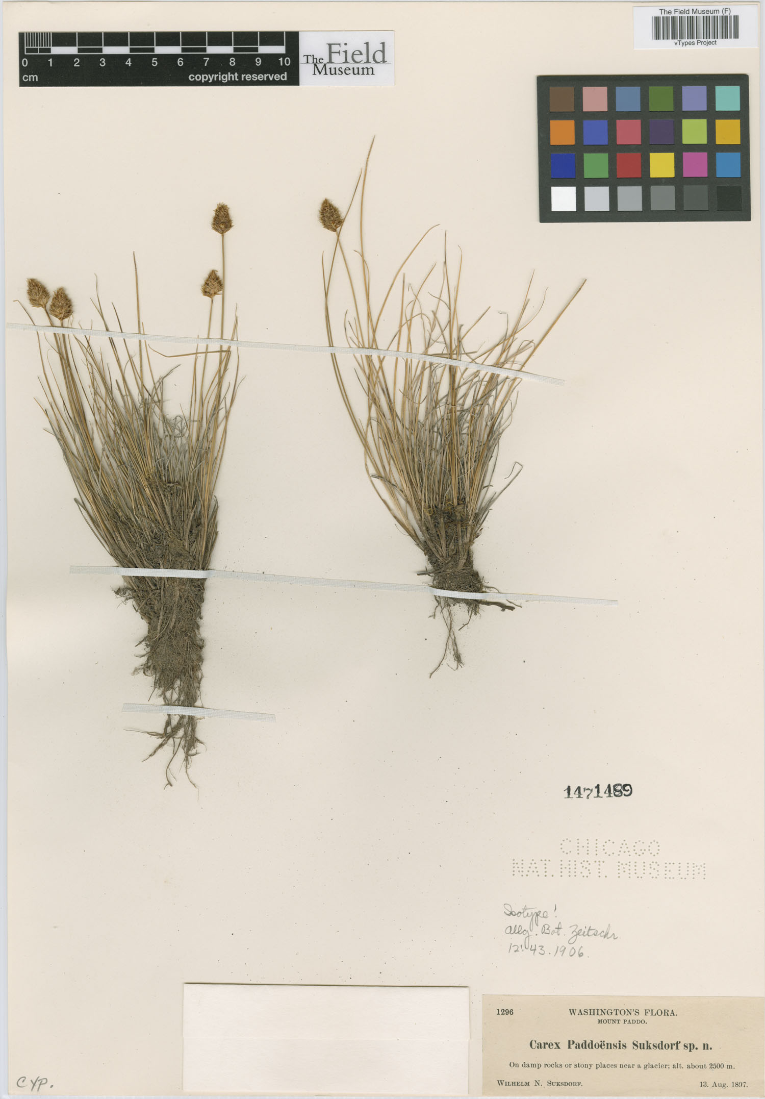 To Field Museum Herbarium (Carex paddoensis Suksd. F1471489 isotype 1)