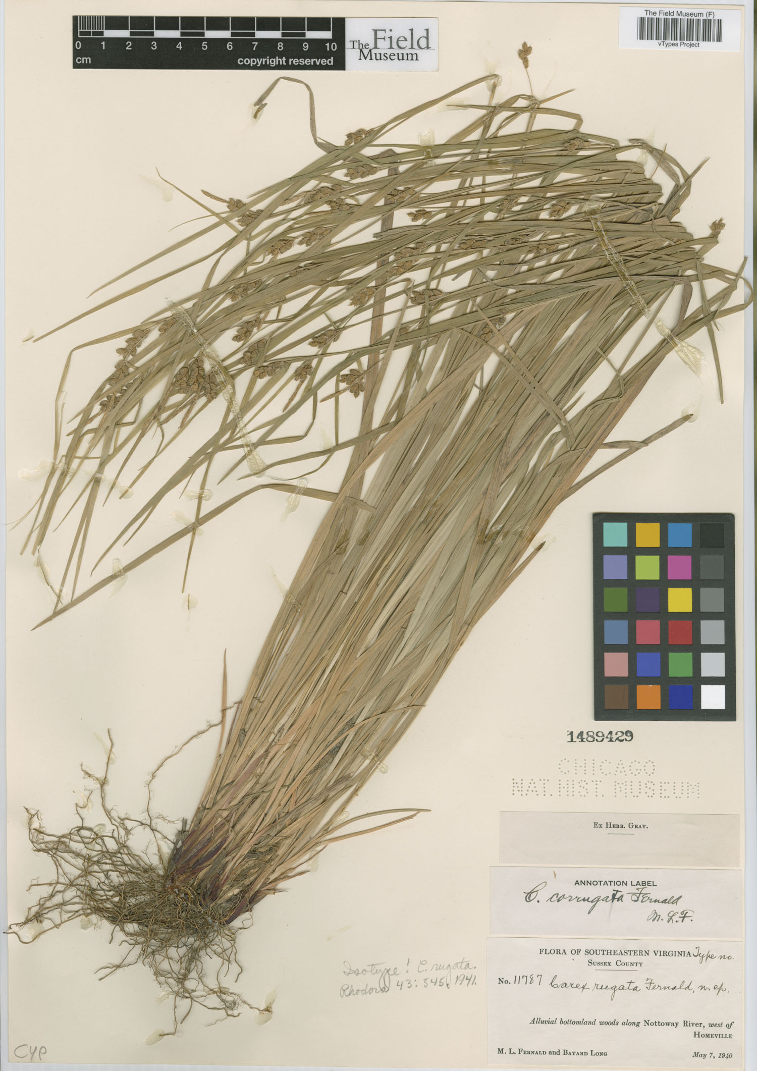 To Field Museum Herbarium (Carex rugata Fernald F1489429 isotype 1)