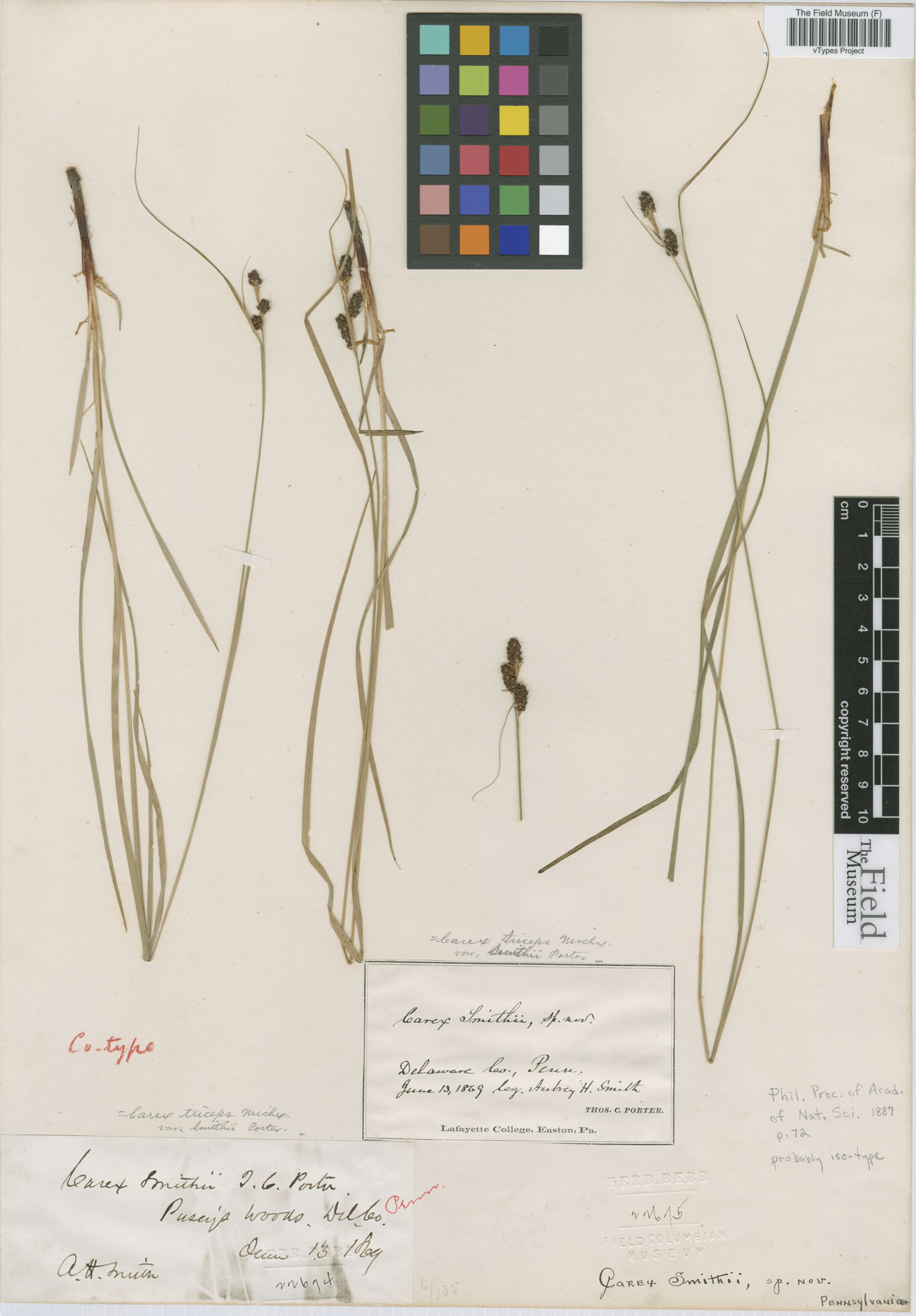 To Field Museum Herbarium (Carex smithii Porter F22674 possible type 1)