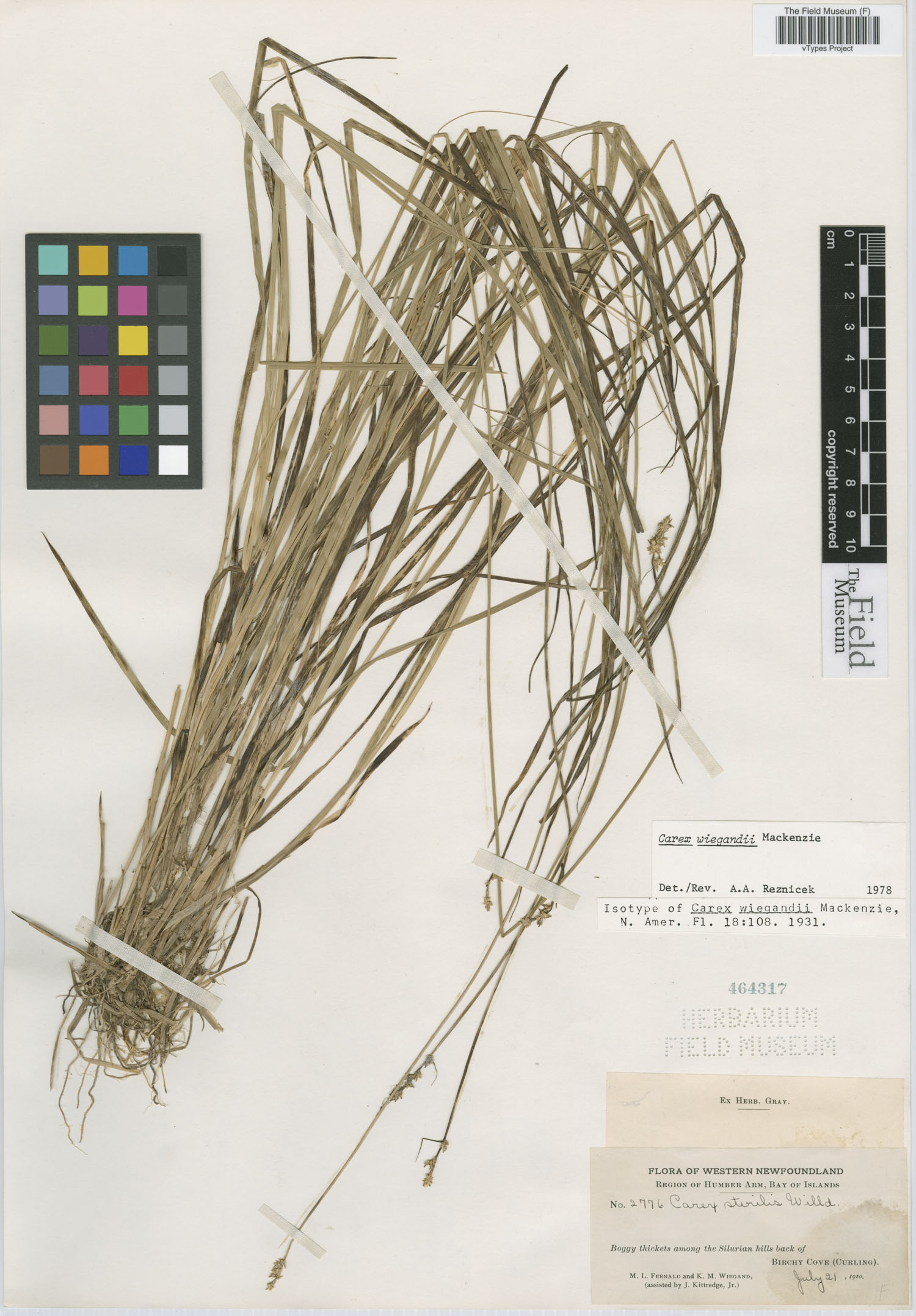 To Field Museum Herbarium (Carex wiegandii Mack. F464317 isotype 1)
