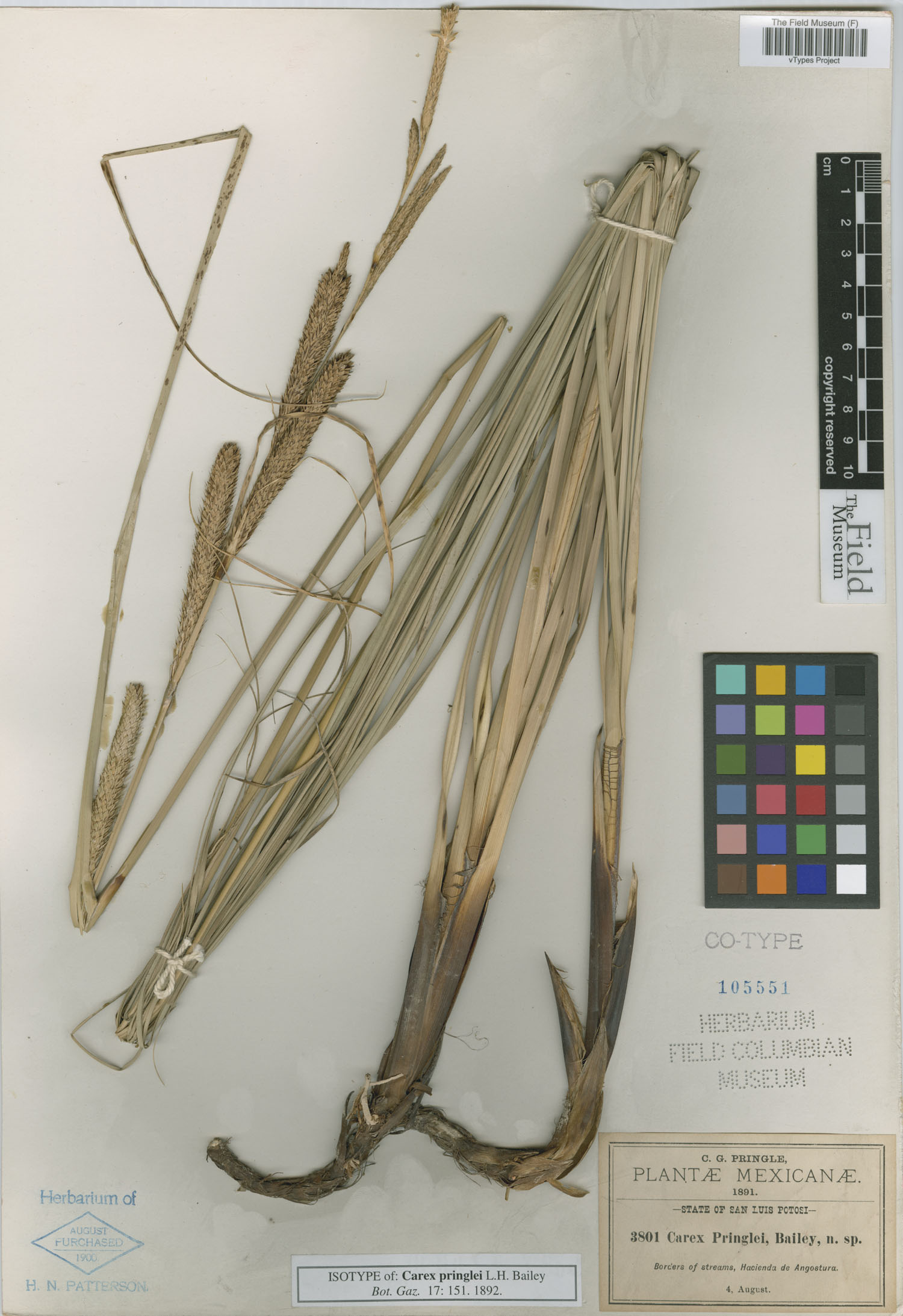 To Field Museum Herbarium (Carex pringlei L. H. Bailey F105551 isotype 1)