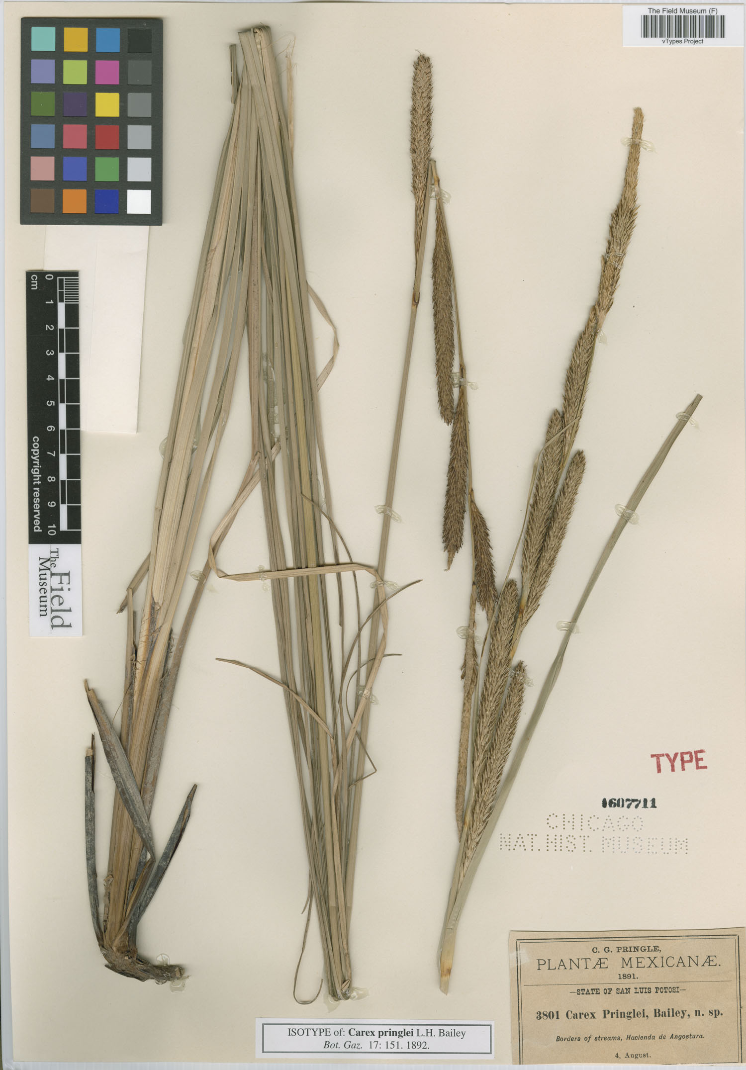 To Field Museum Herbarium (Carex pringlei L. H. Bailey F1607711 isotype 1)