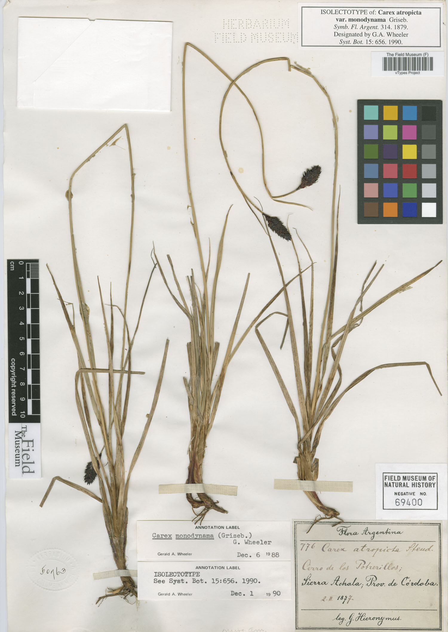 Carex monodynama image