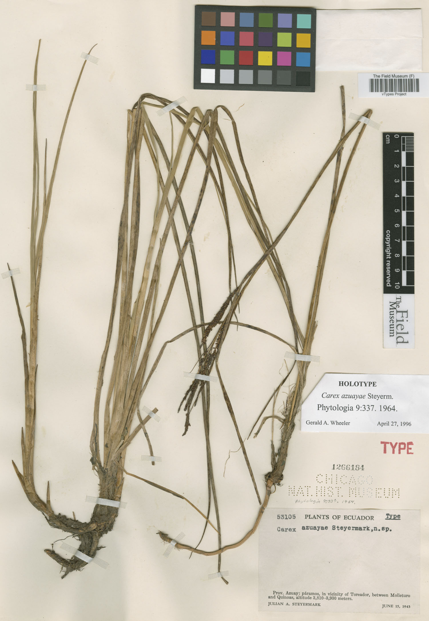 Carex azuayae image