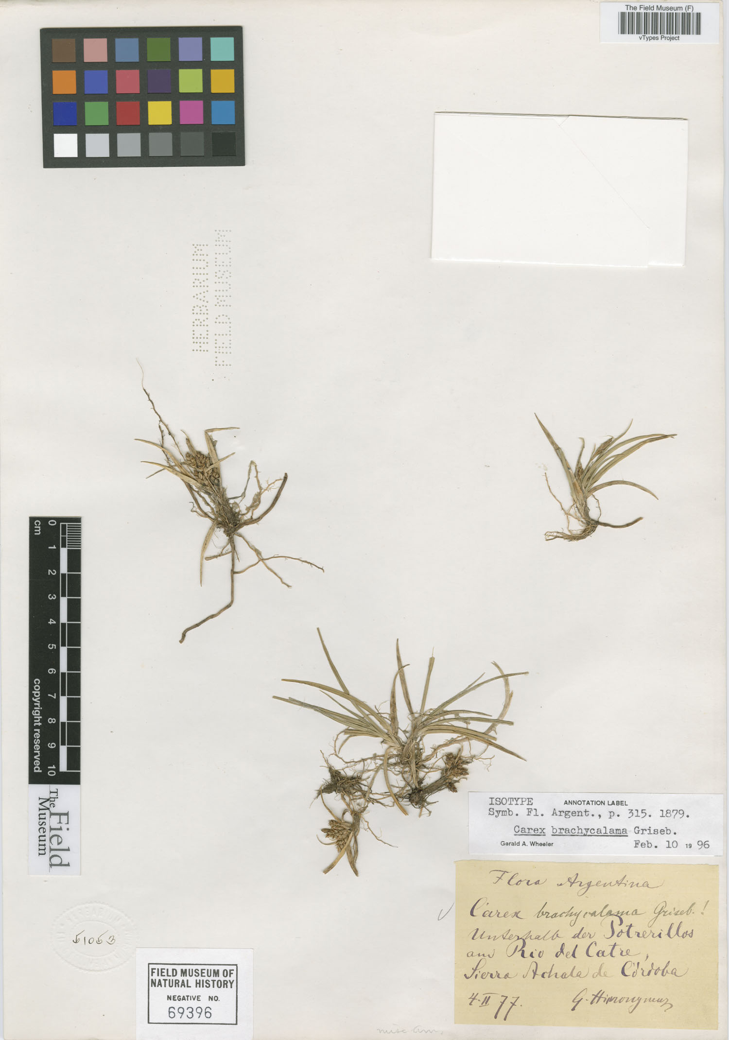 Carex brachycalama image
