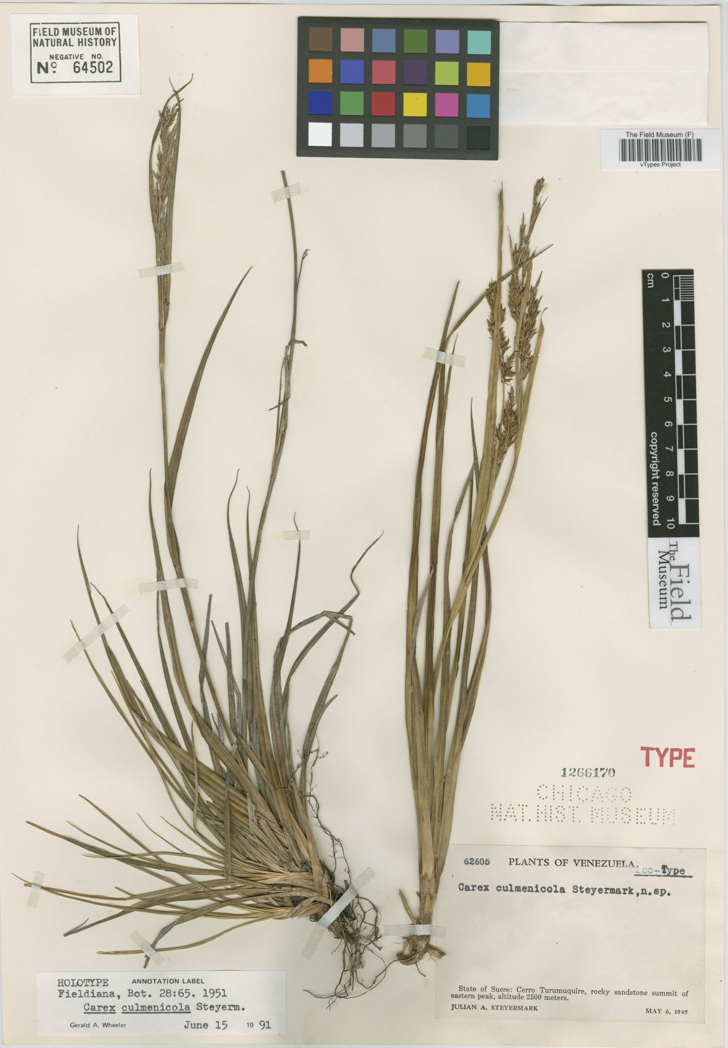 Carex culmenicola image