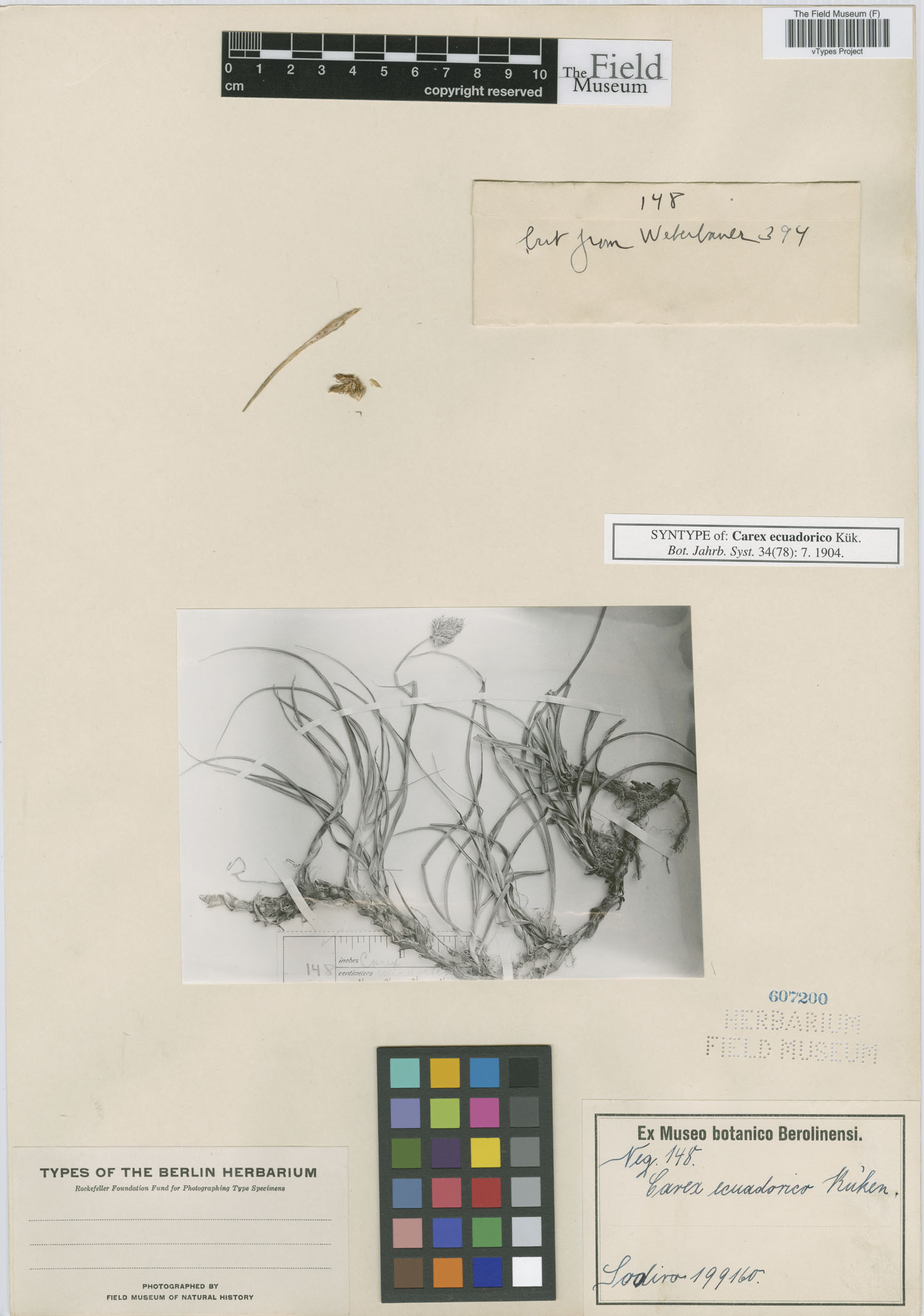 Carex ecuadorica image