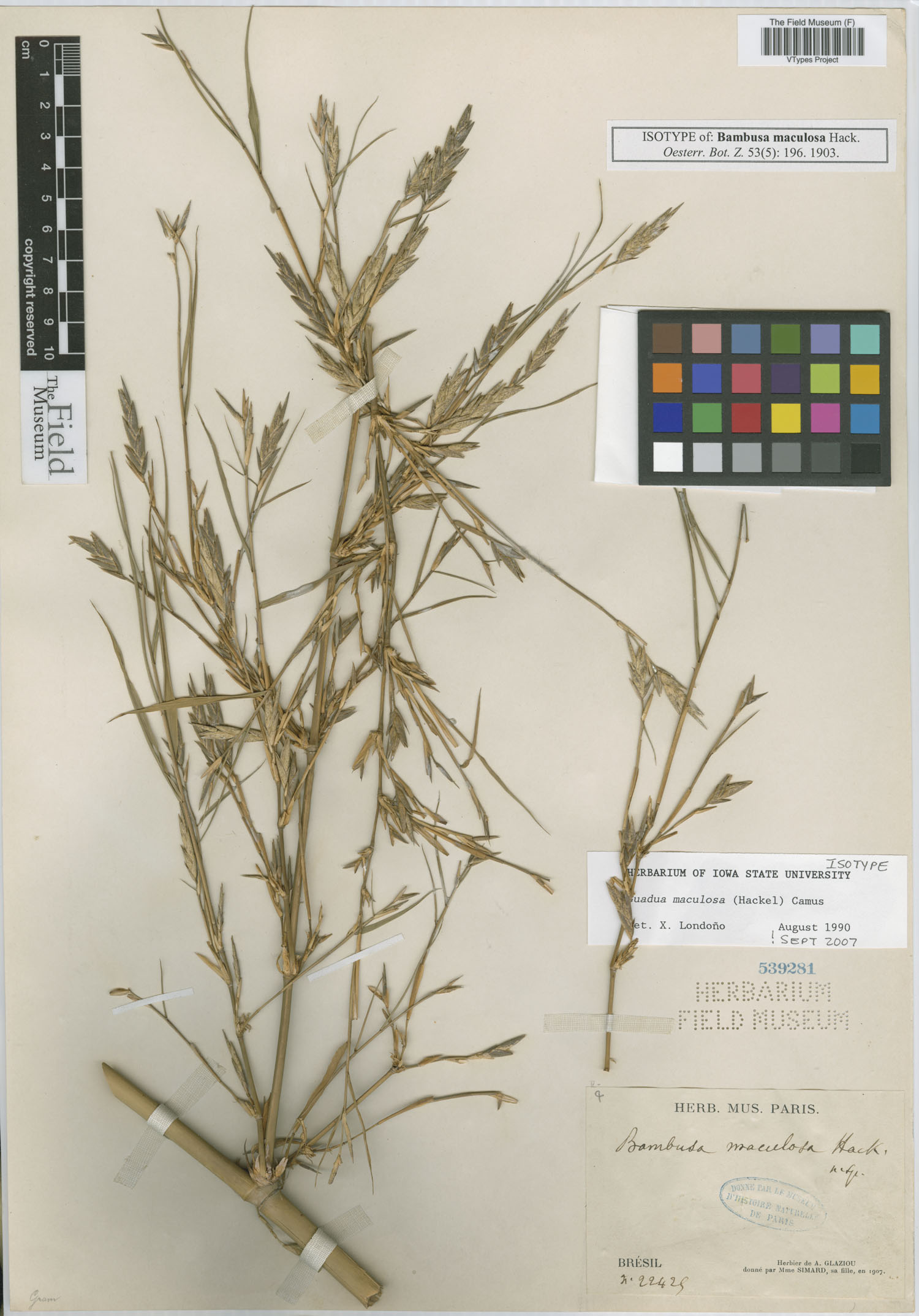 Guadua maculosa image