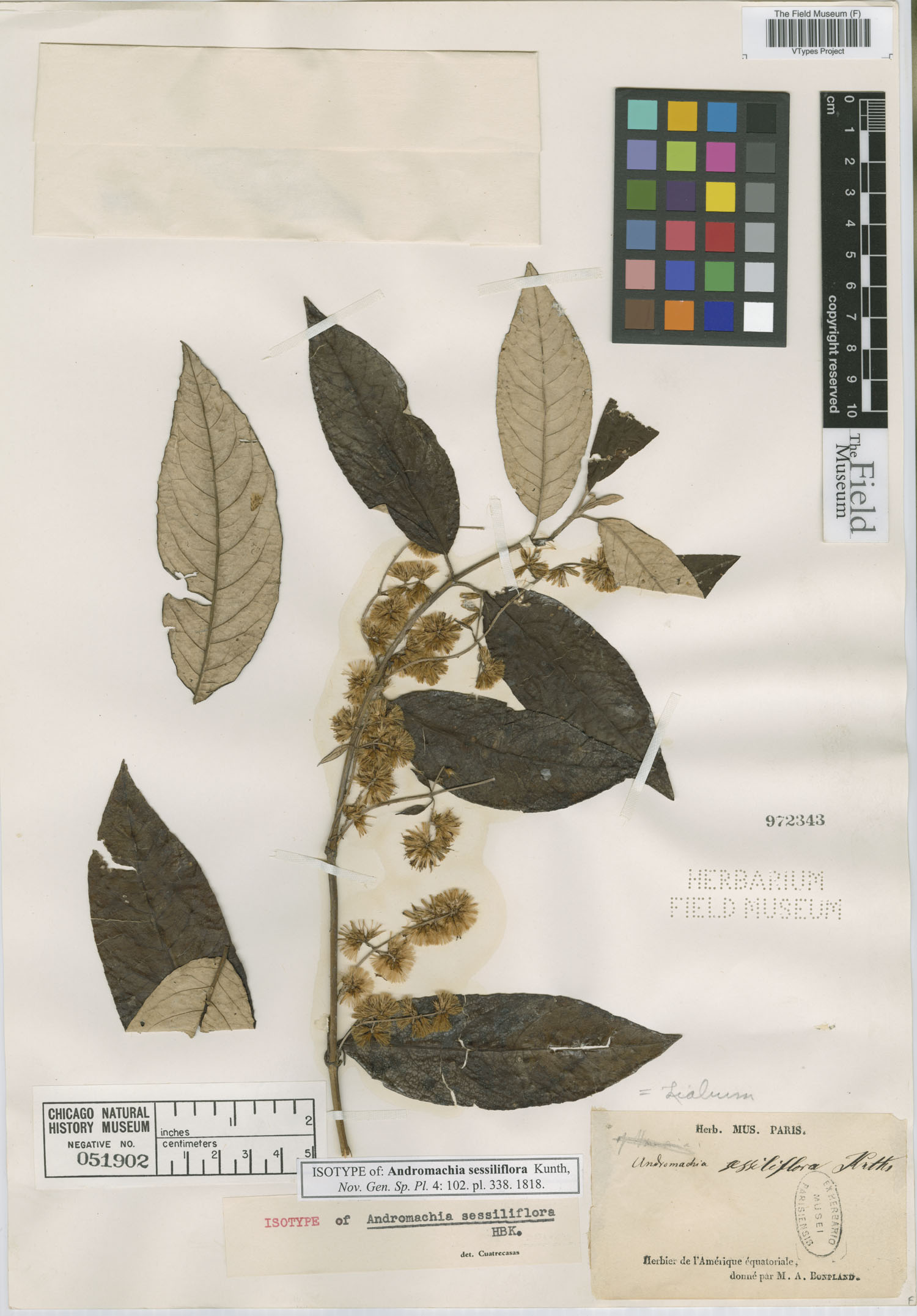 Andromachia sessiliflora image