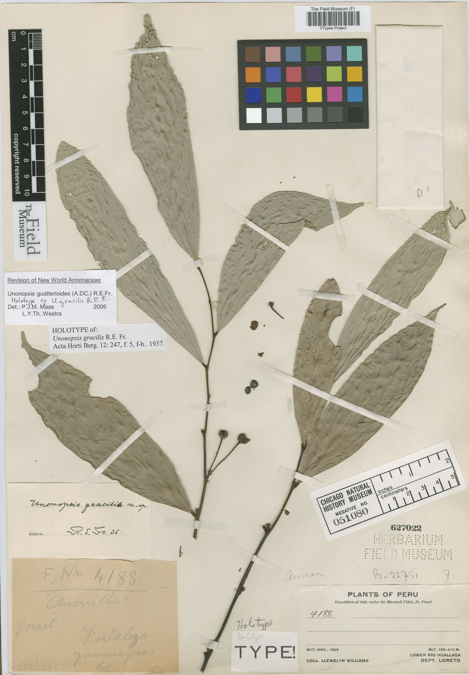 Unonopsis gracilis image