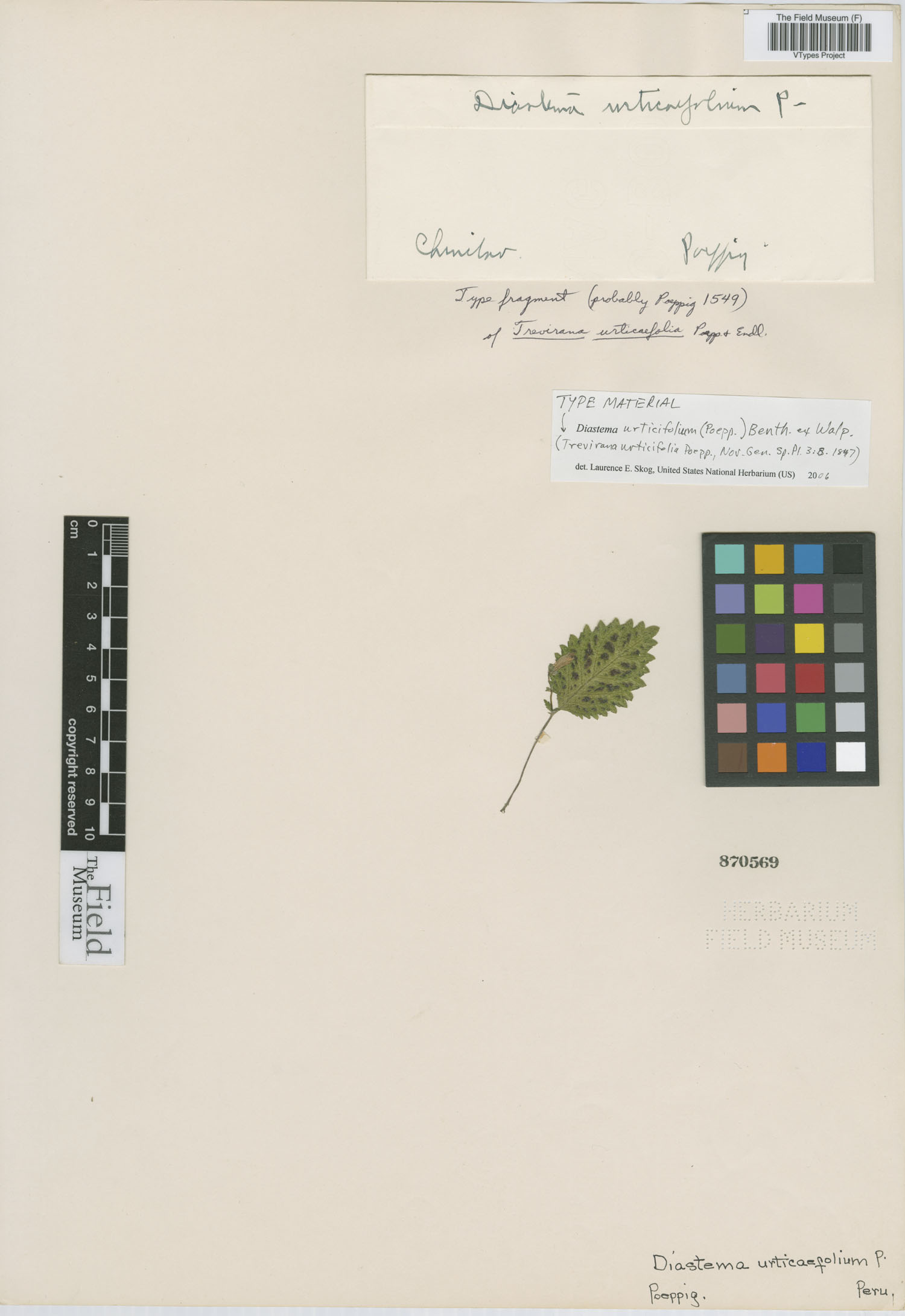 Diastema urticifolium image