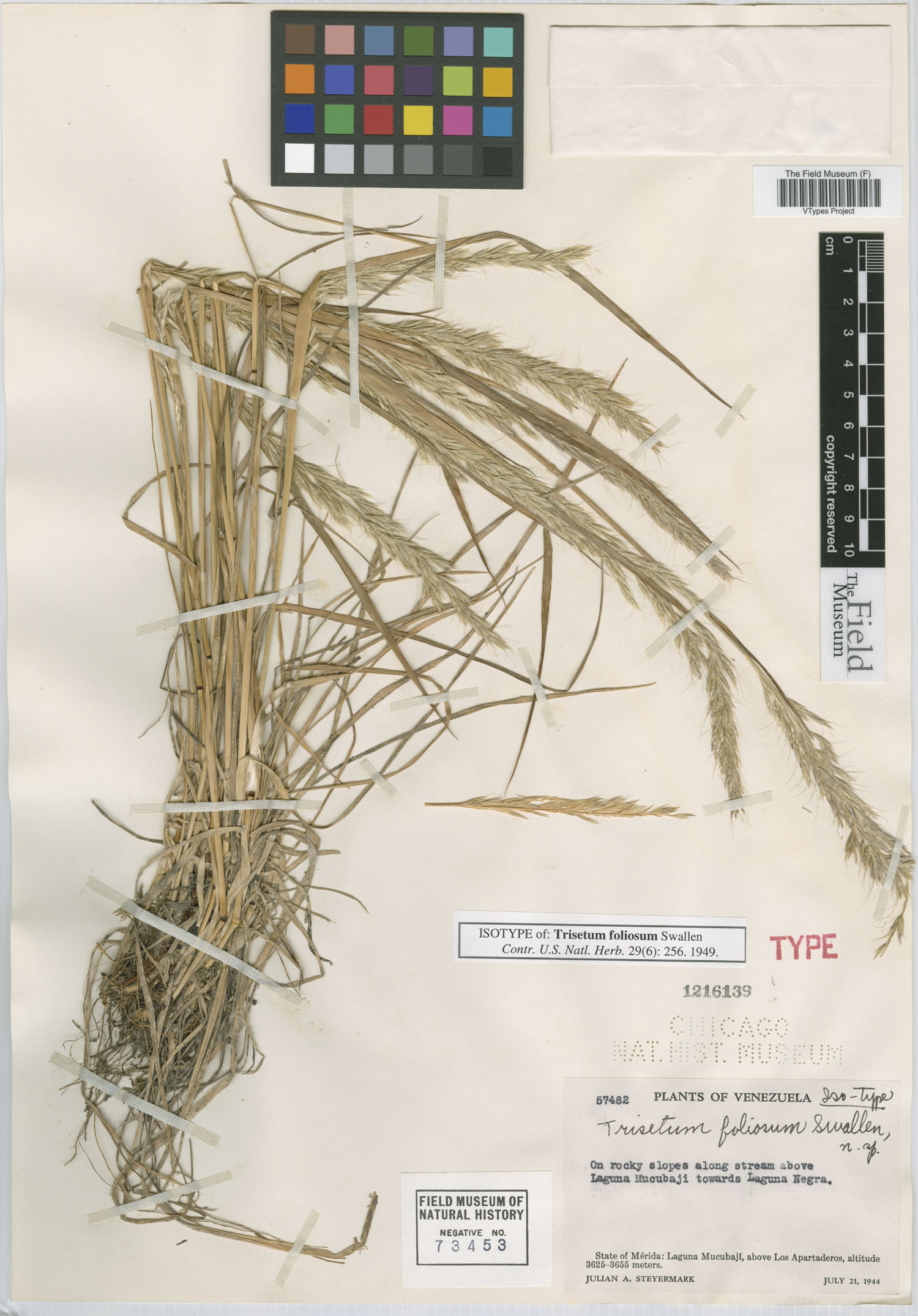 Trisetum foliosum image