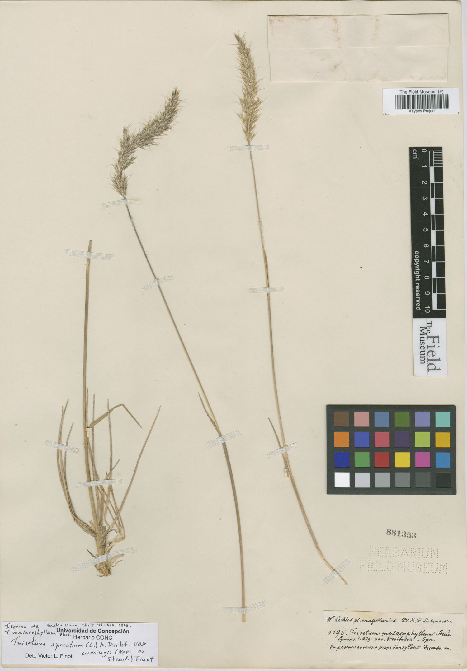 Trisetum malacophyllum image