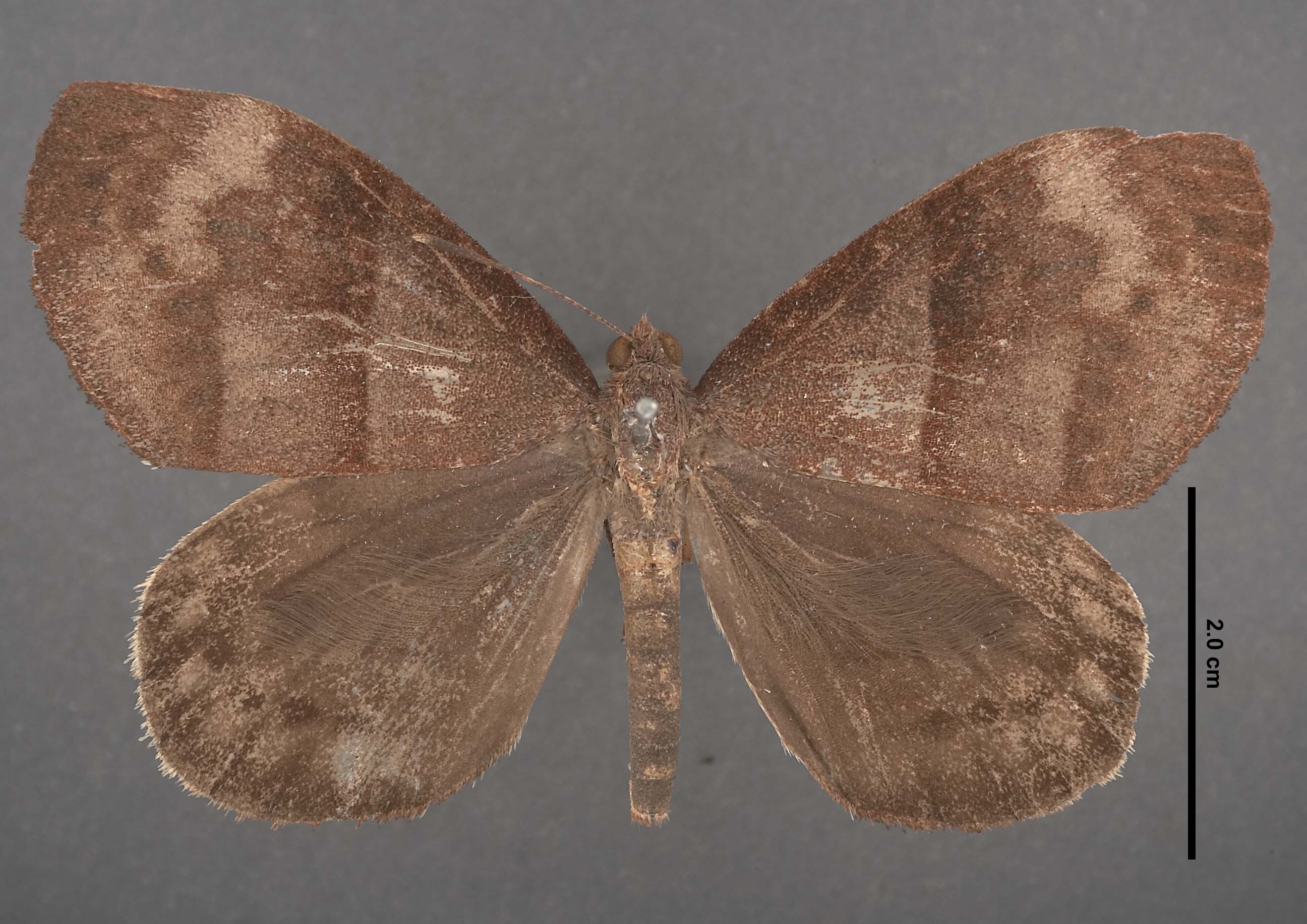 Ceretes