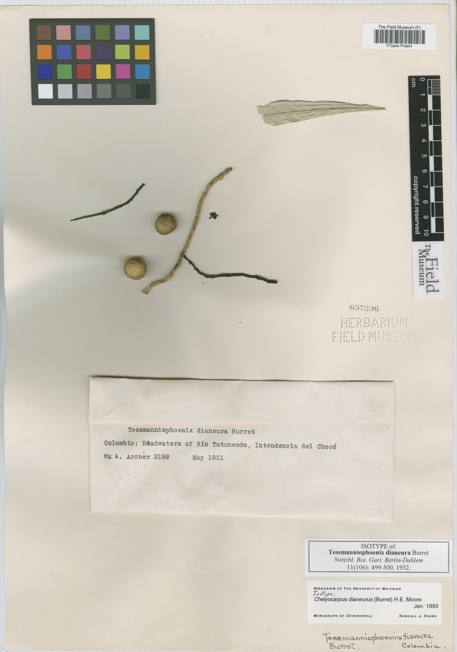 Chelyocarpus dianeurus image