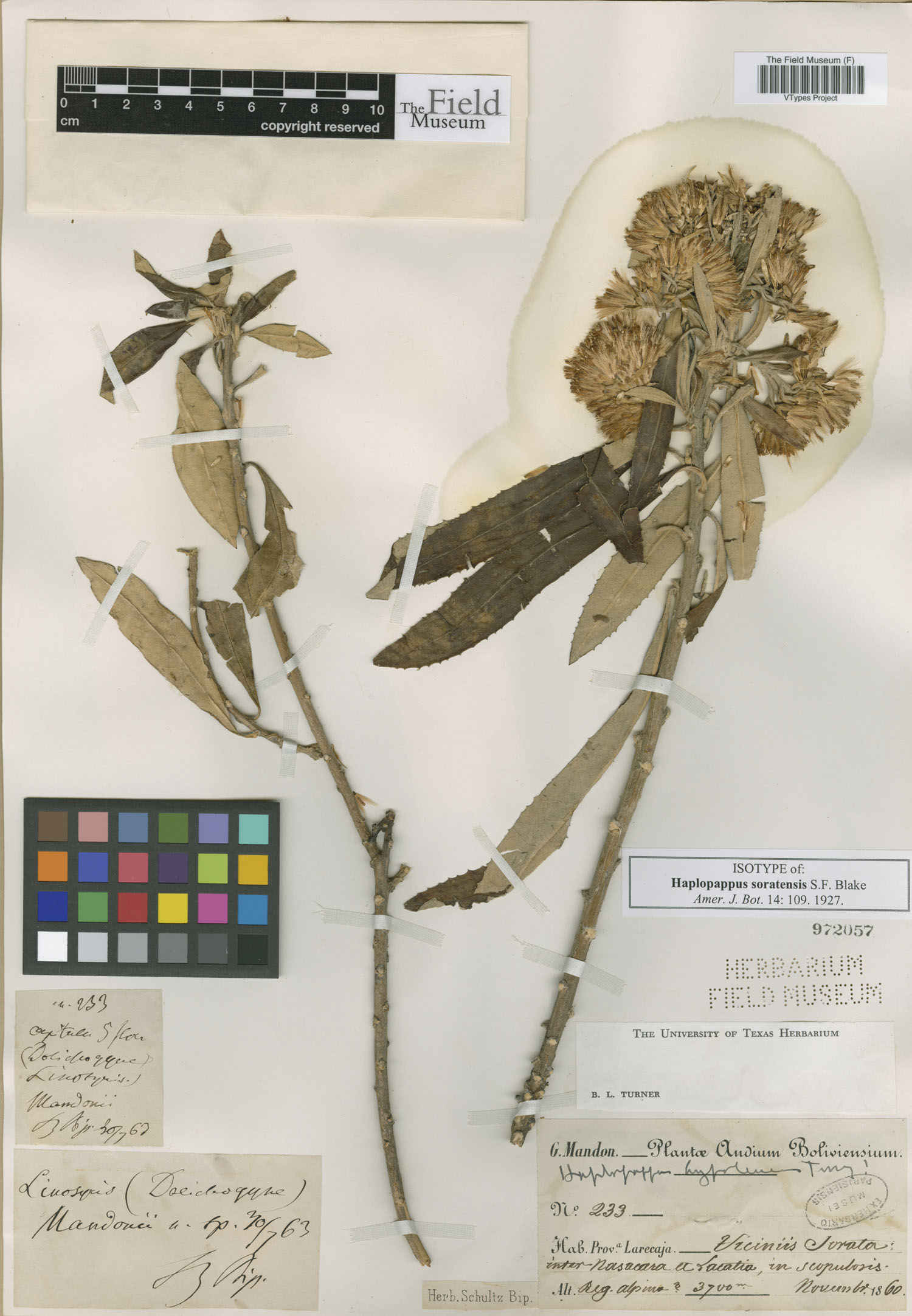 Haplopappus soratensis image