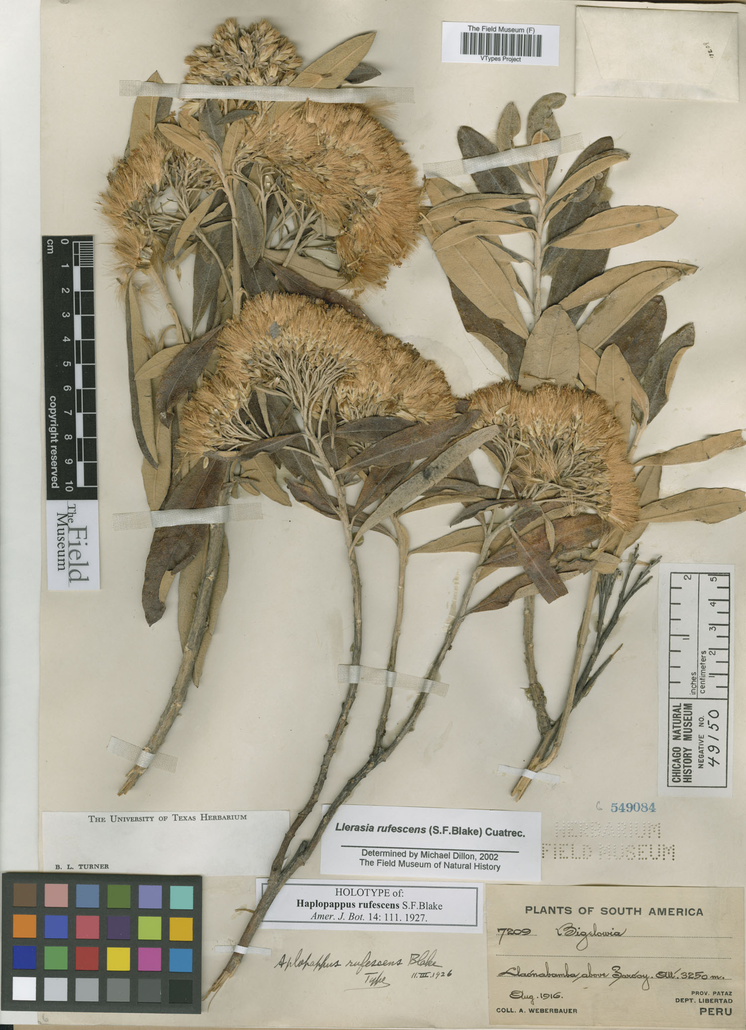 Haplopappus rufescens image