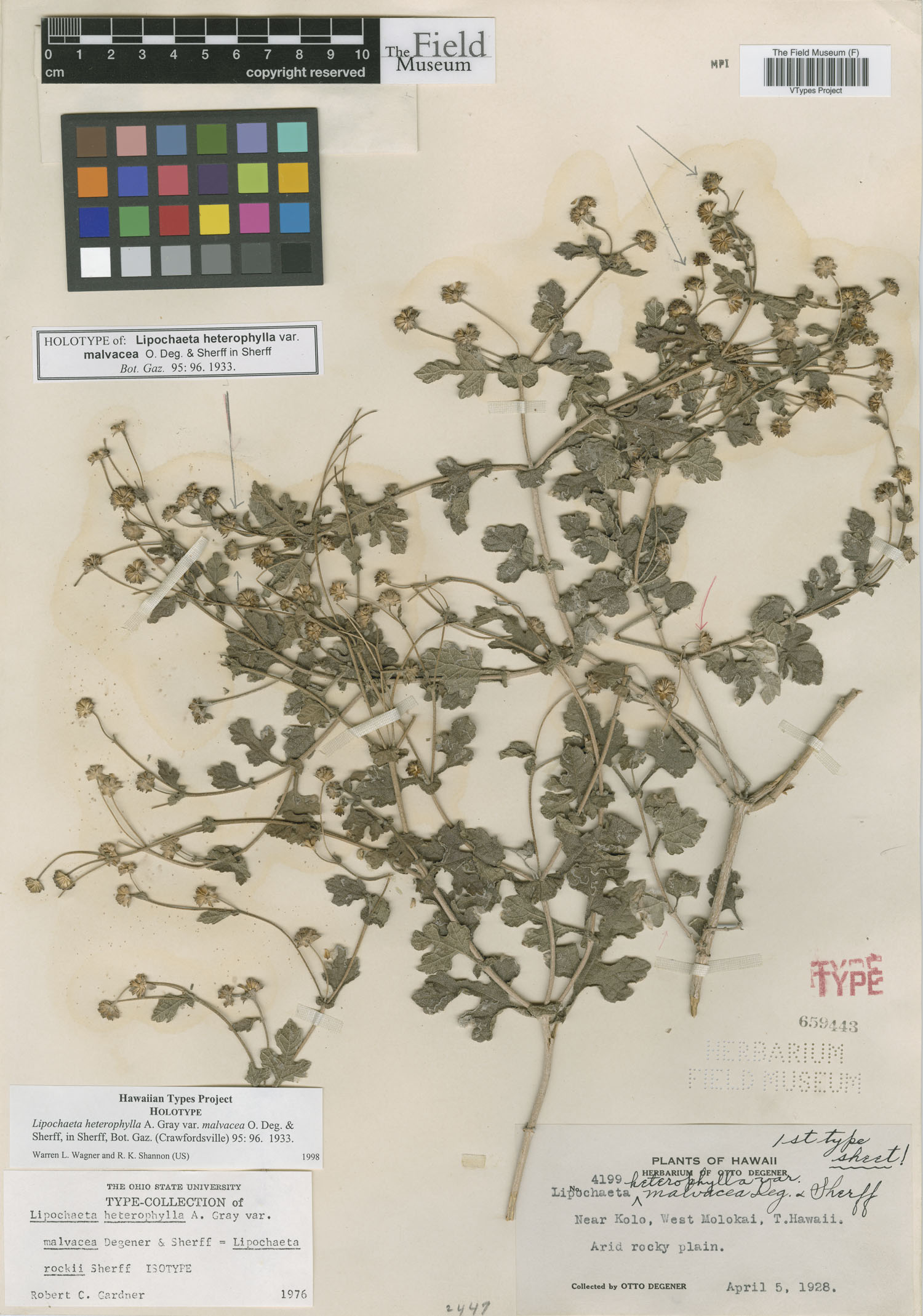 Lipochaeta heterophylla image