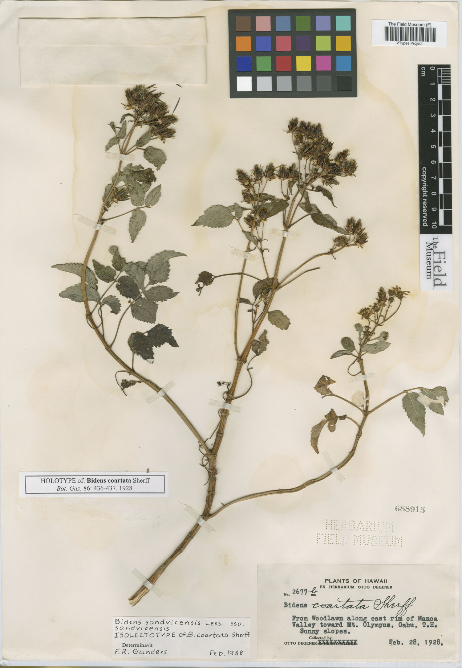 Bidens coartata image