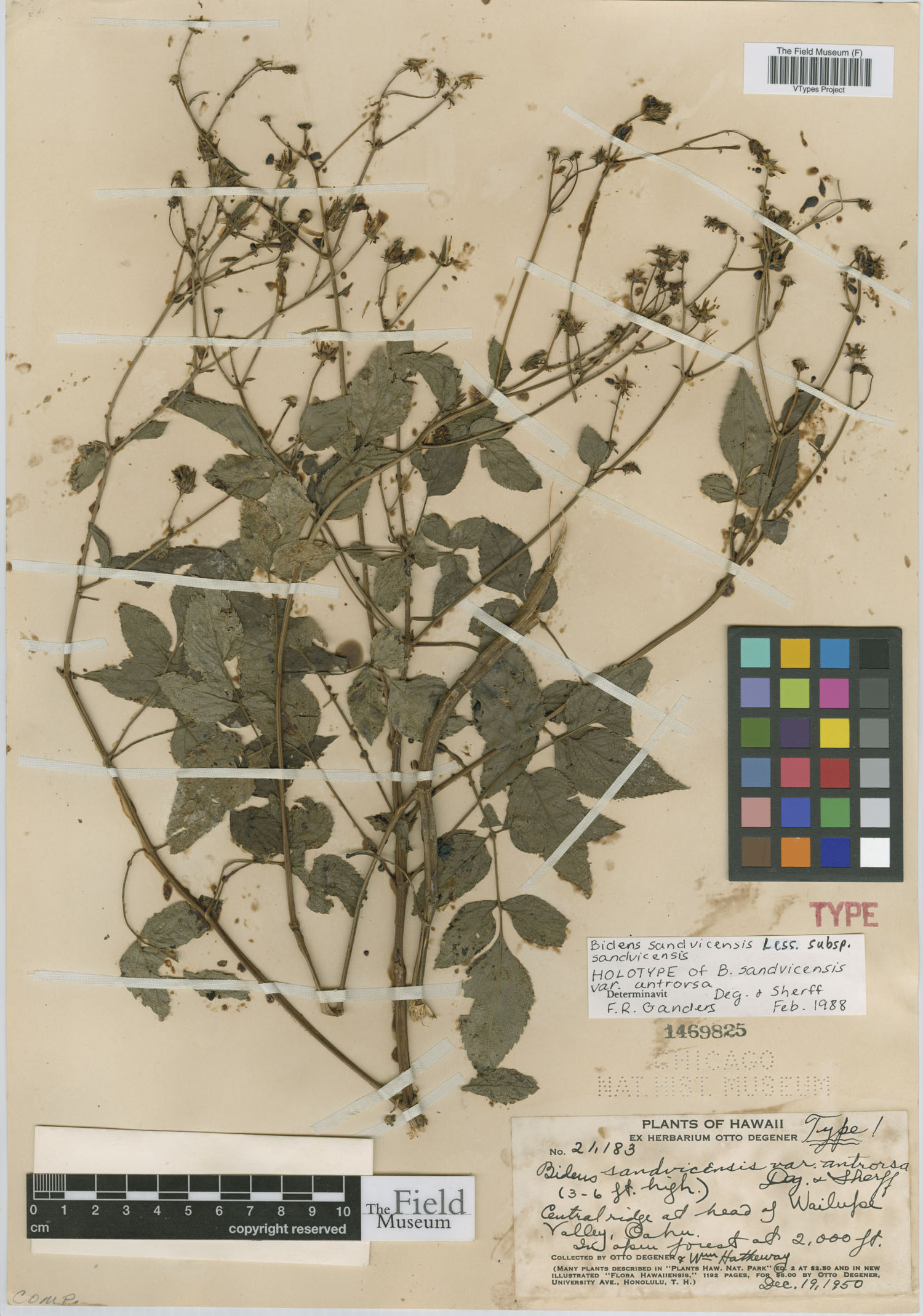 Bidens sandvicensis var. antrorsa image