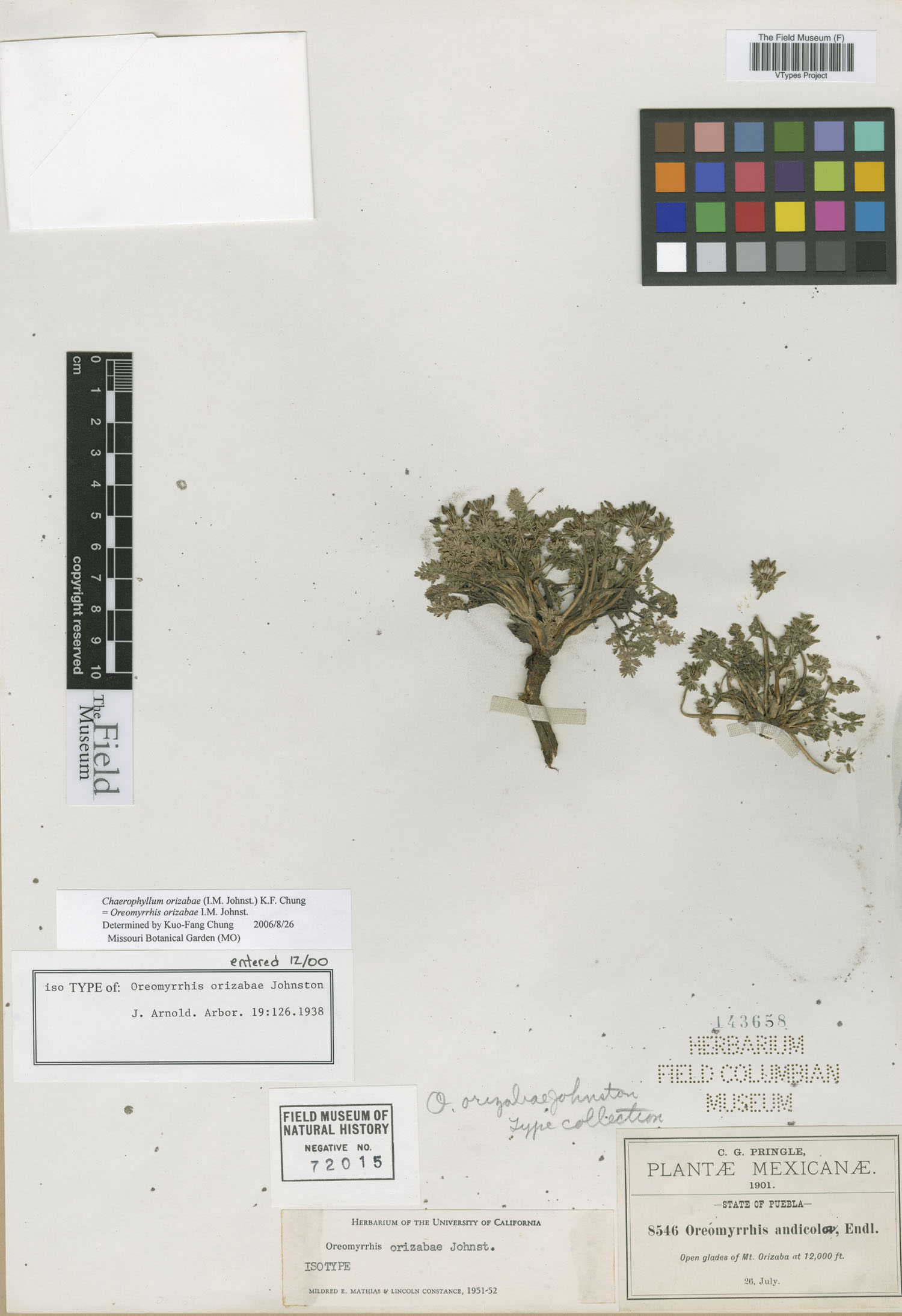 Chaerophyllum orizabae image