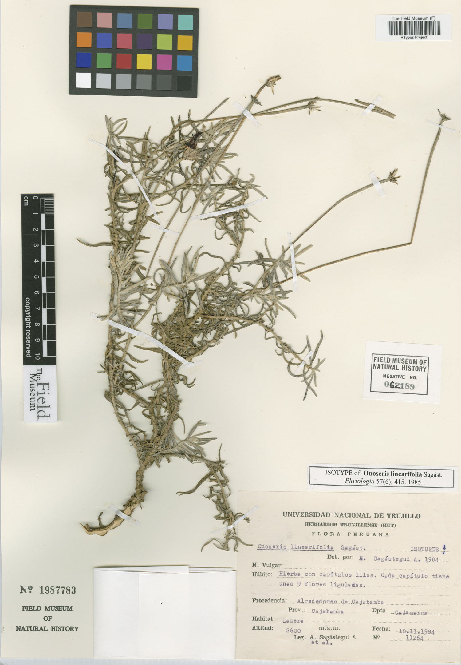 Onoseris linearifolia image