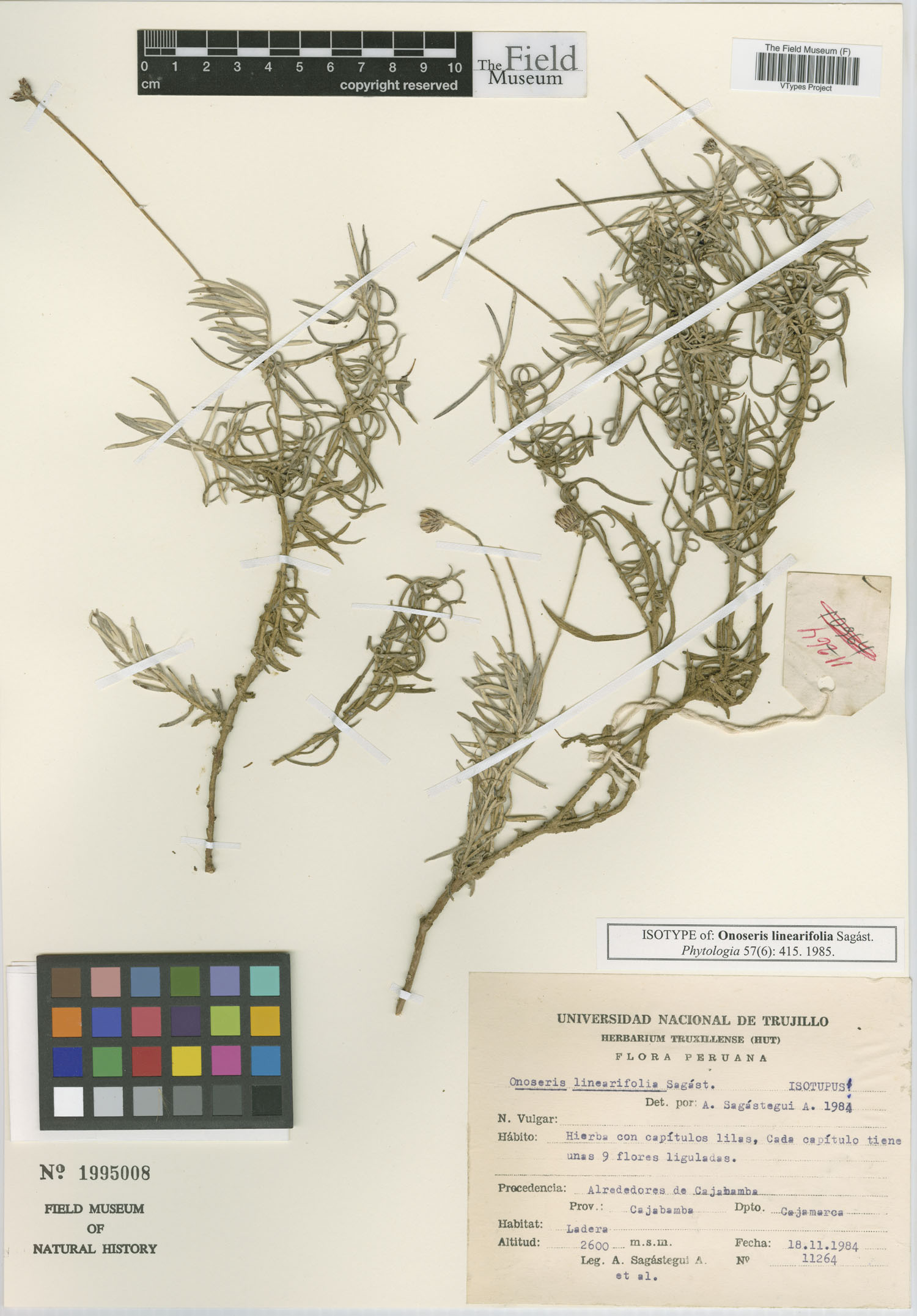 Onoseris linearifolia image