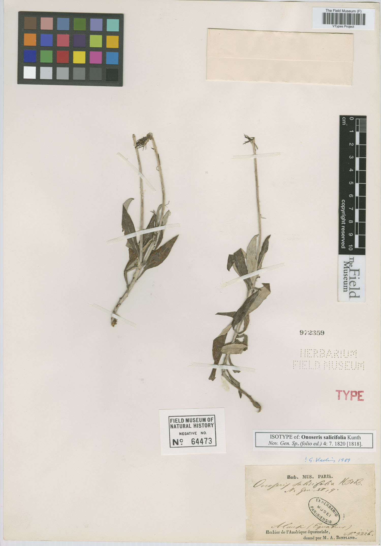 Onoseris salicifolia image