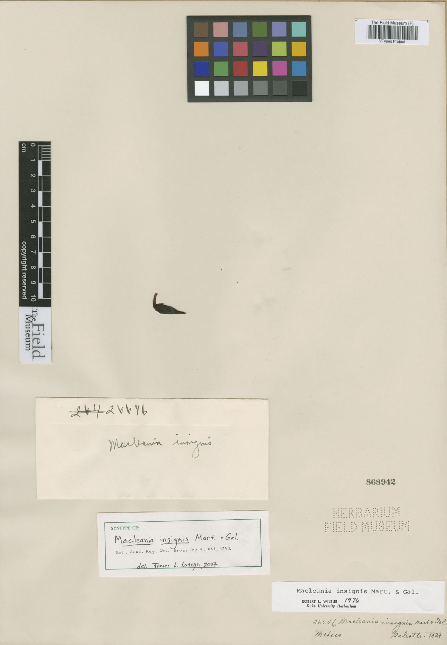 Macleania insignis image