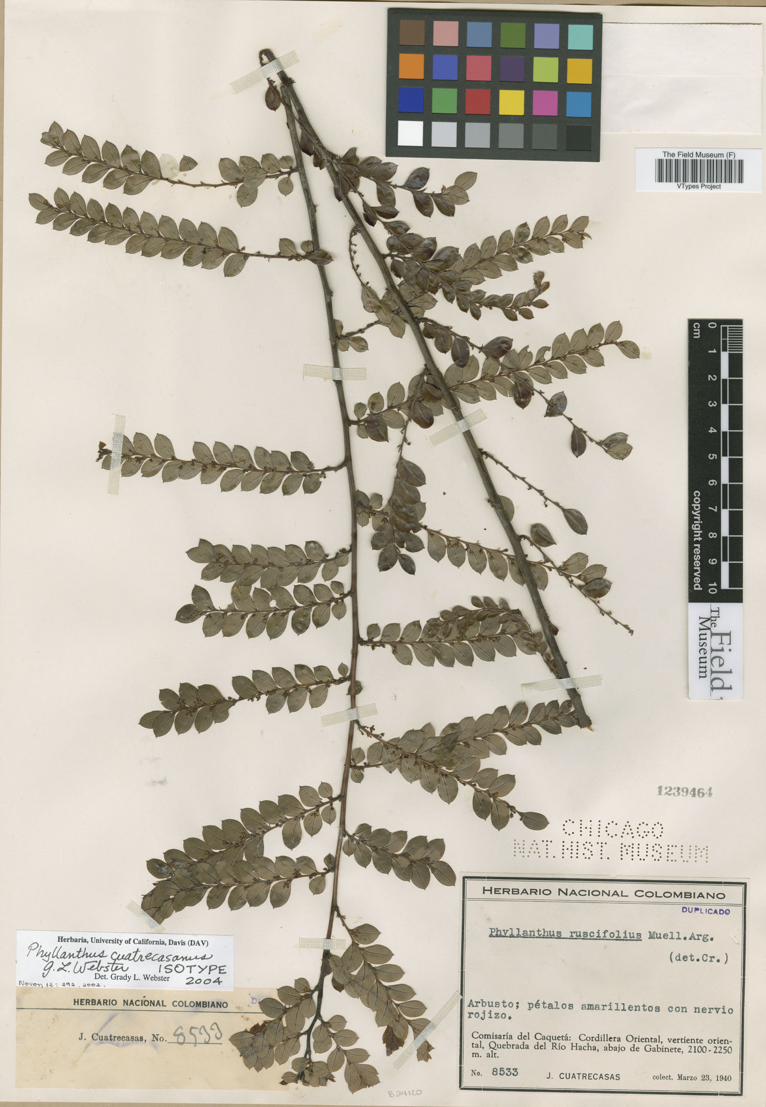 Phyllanthus cuatrecasanus image