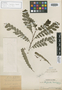 Phyllanthus lacerilobus image