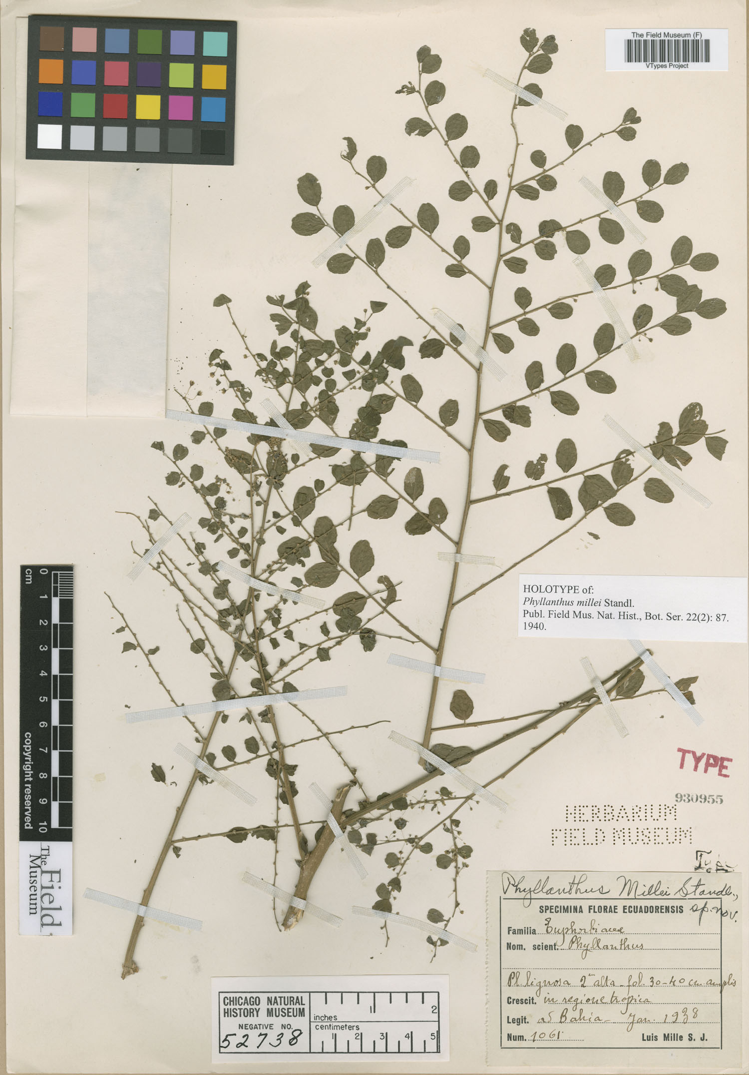 Phyllanthus millei image