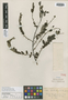 Phyllanthus popayanensis image