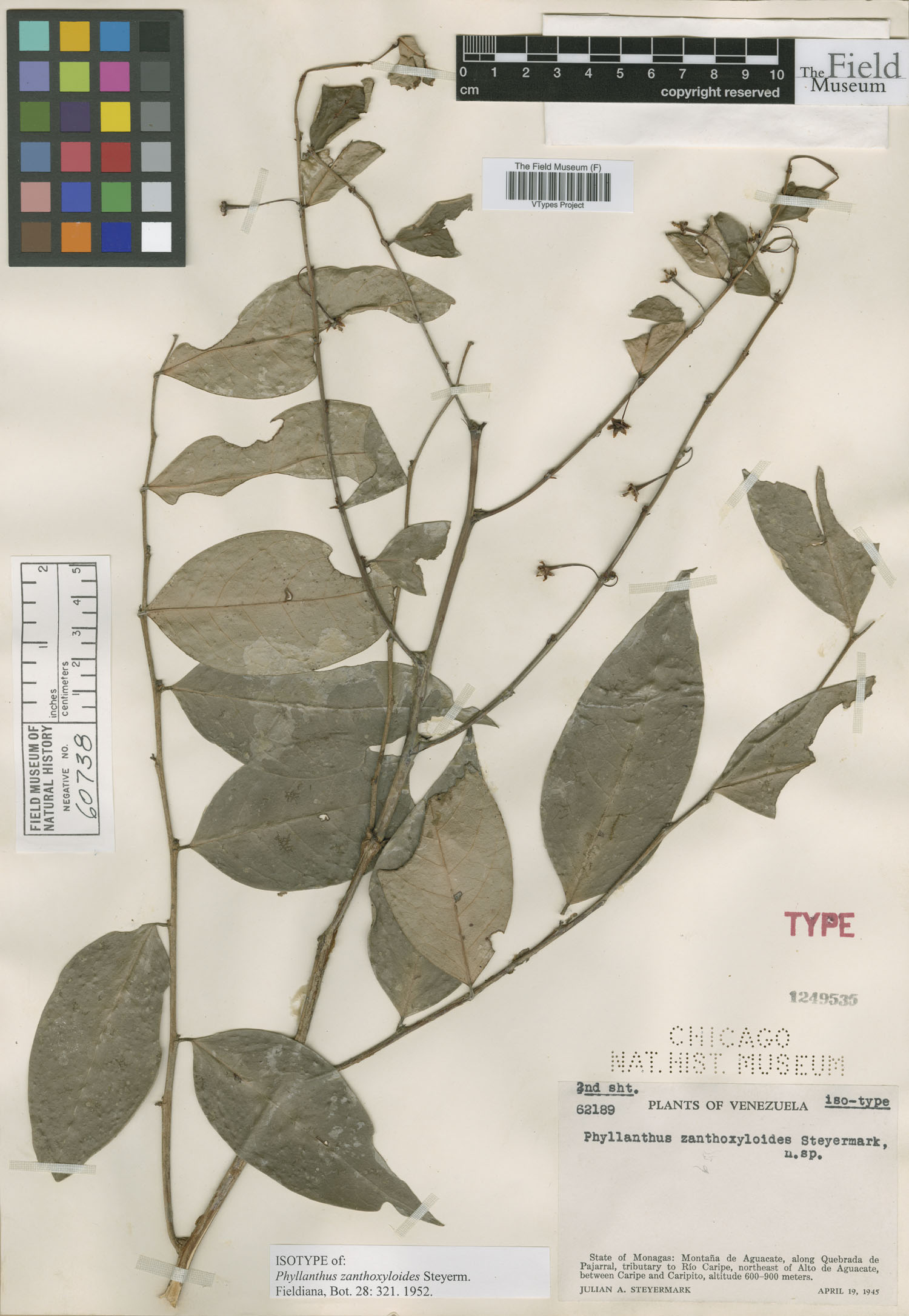 Phyllanthus zanthoxyloides image