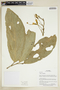 Matisia oblongifolia image