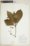 Geogenanthus rhizanthus image