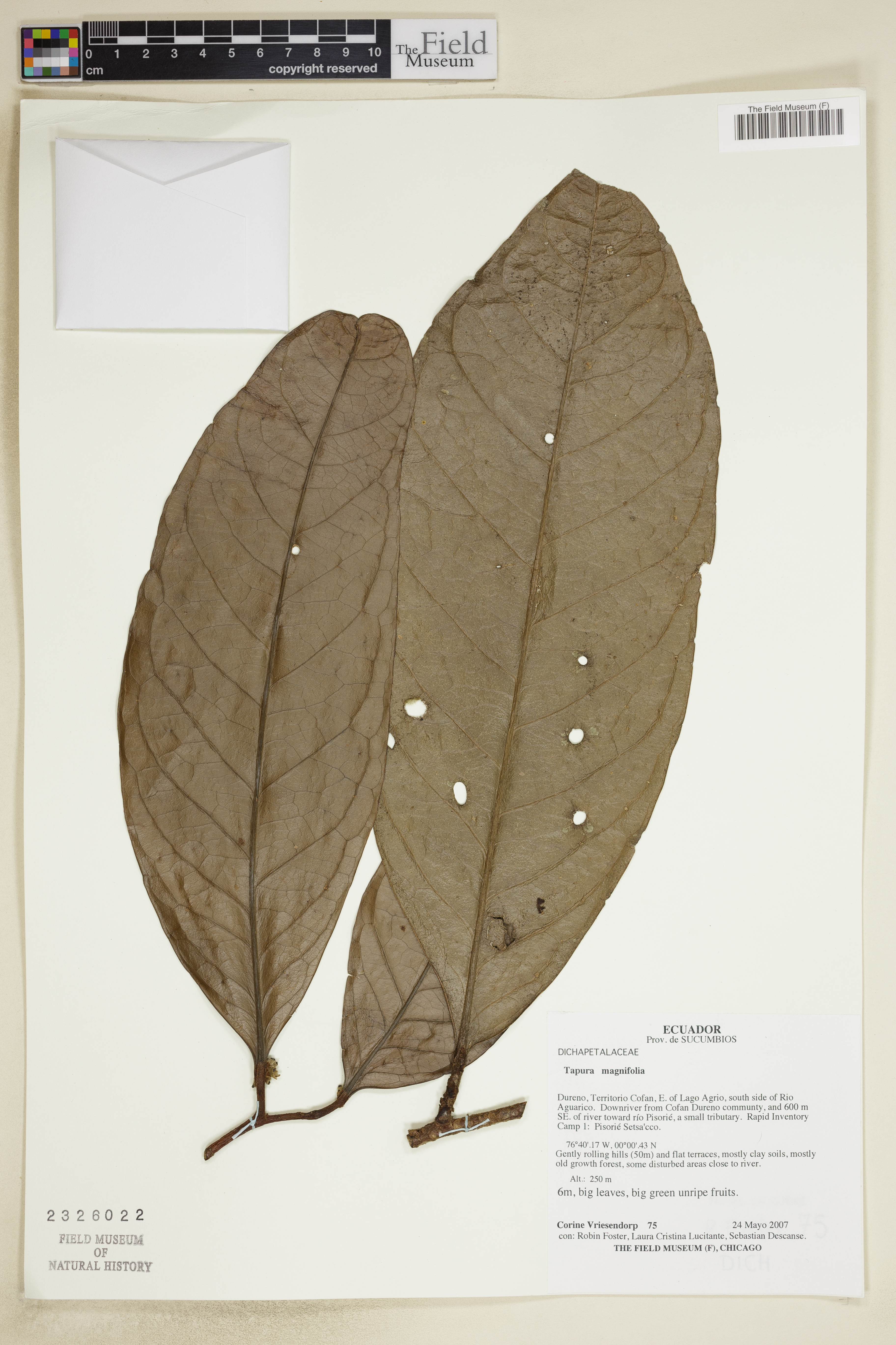 Tapura magnifolia image