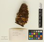 Abies amabilis image