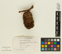 Abies concolor image
