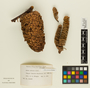 Abies procera image