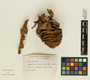 Abies magnifica image