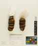 Abies homolepis image