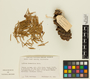 Picea breweriana image
